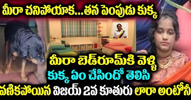 మీర ఛానిపోయాక..తన పెంపుడు కుక్క మీరా బెడ్ రూమ్ కి వెళ్ళి కుక్క ఏం చేసిందో తెలిసి వణికిపోయిన విజయ్ కూతురు లారా ఆంటోని